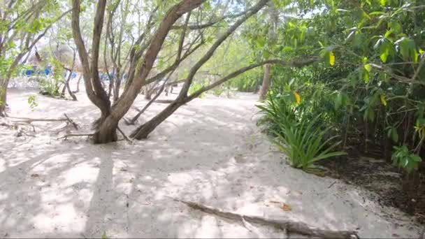 Slow Walk Bushes Next Tropical Beach Footage Slow Motion — Stock video