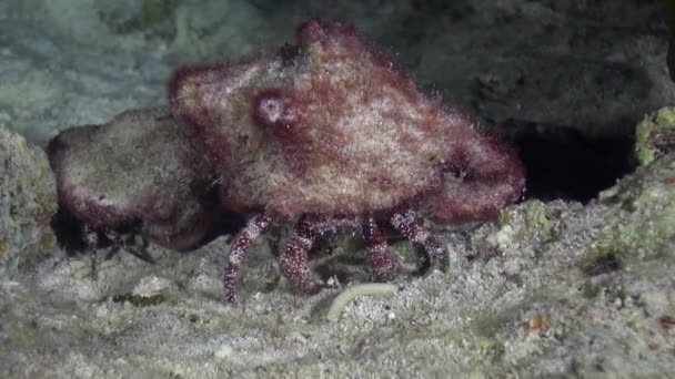 Hermit Crab Eats Poops — Stock Video