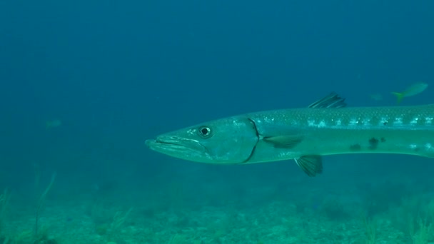 Barracuda Passa Nadar Filmagens — Vídeo de Stock