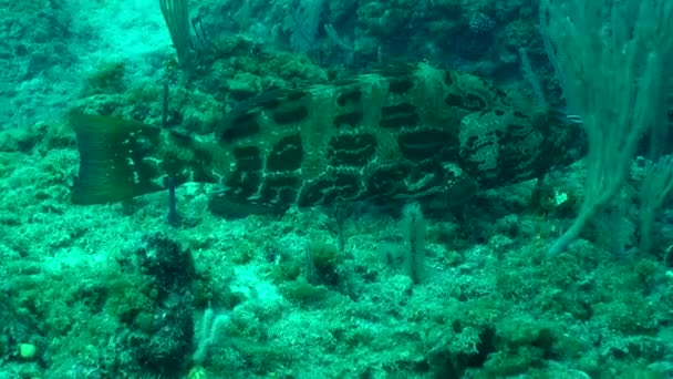 Big Grouper Hovers Bottom — Stok Video