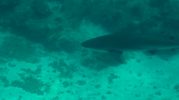 Gray Reef Shark Dorsal Fin — Vídeo de Stock