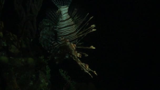 Feuerfische Der Nacht Bildmaterial — Stockvideo