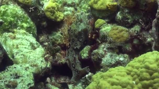 Sea Hare Reef — Stockvideo