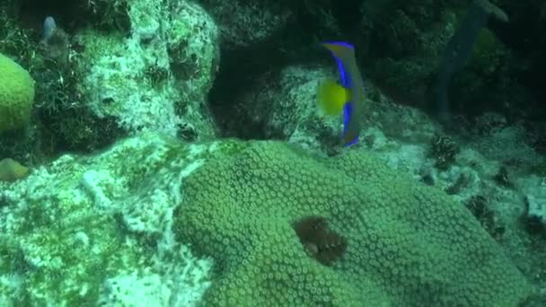 Młodociany Blue Angelfish Materiał Filmowy — Wideo stockowe