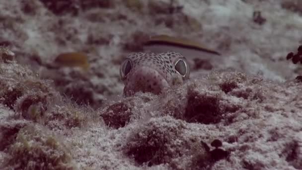 Small Fish Peeping Mound — Stock Video