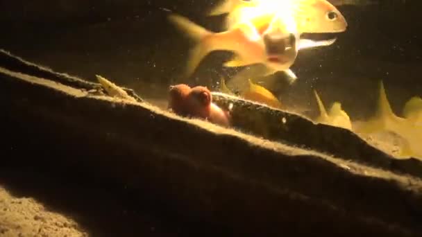Cute Octopus Peeps Out Shipwreck — Stok Video