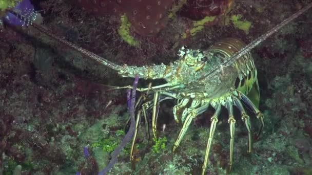 Spiny Lobster Reef — Stock Video