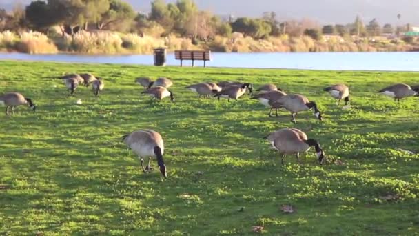 Footage Geese Feeding Grass Lake Flock Geese Feeding Grass Los — Stock Video