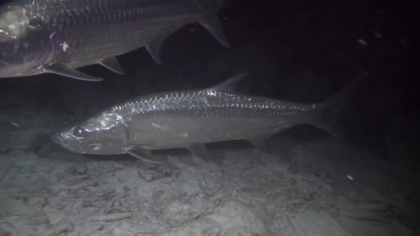 Tarpon Night Footage — Stock Video