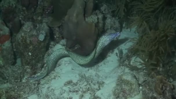 Spotted Moray Eel Night — 图库视频影像