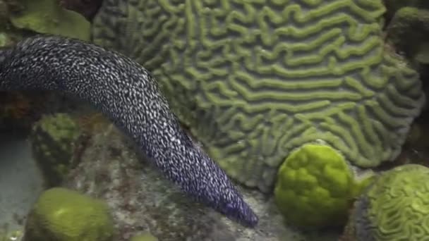 Spotted Moray Eel — Stockvideo