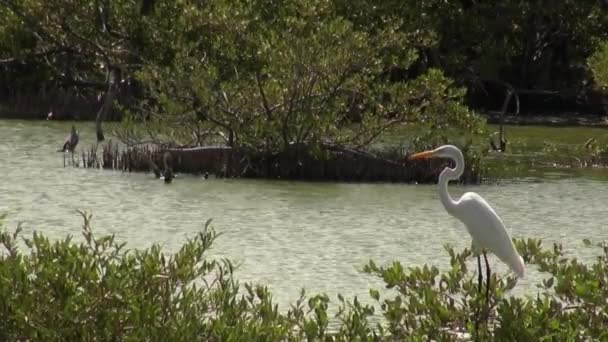 Great White Egret Lagoon — 图库视频影像