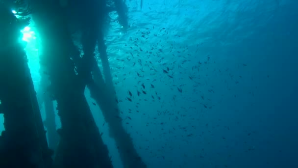 School Chromis Pier — Vídeos de Stock