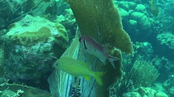 Fish Shelter Gorgonian Fan — Vídeos de Stock