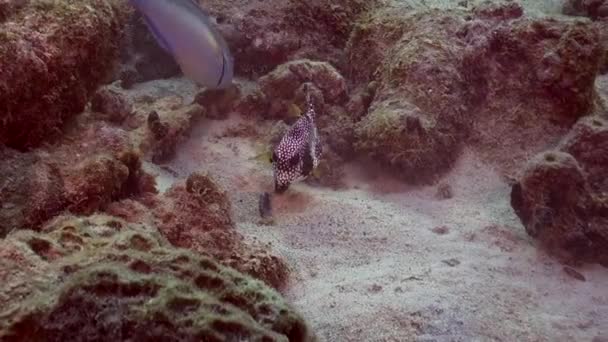 Spotted Boxfish Parrotfish — Vídeo de stock