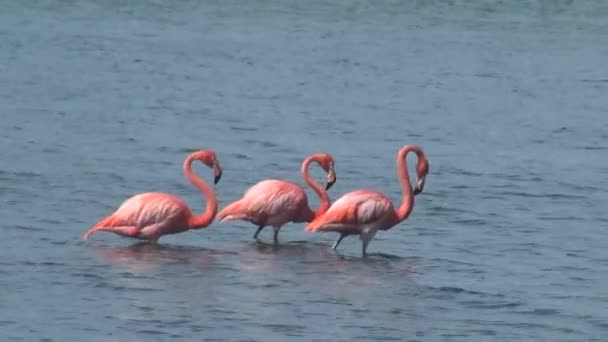 Tři Pink Flamingos Záznam — Stock video