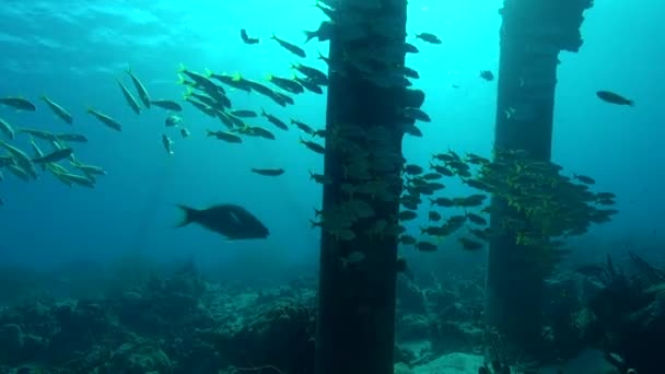 School Fish Pier — Stock Video