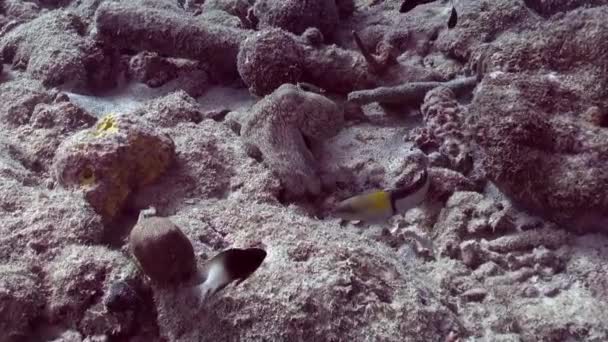 Chobotnice Dostane Nakládačku Ryb — Stock video