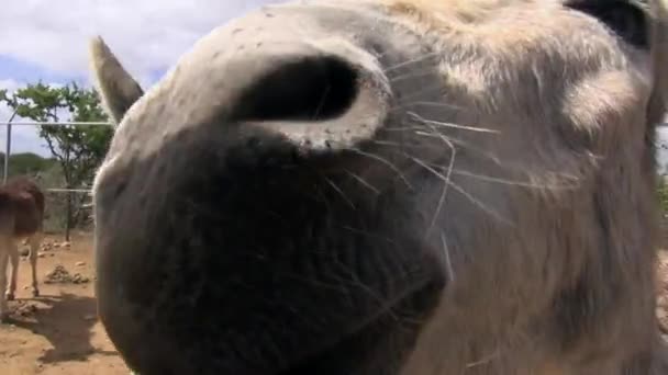 Donkey Face Close — Videoclip de stoc
