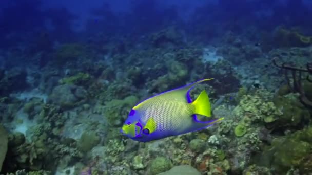 Blue Angelfish Swims — Vídeos de Stock