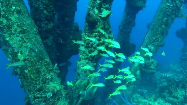 Escuela Peces Bajo Muelle — Vídeos de Stock