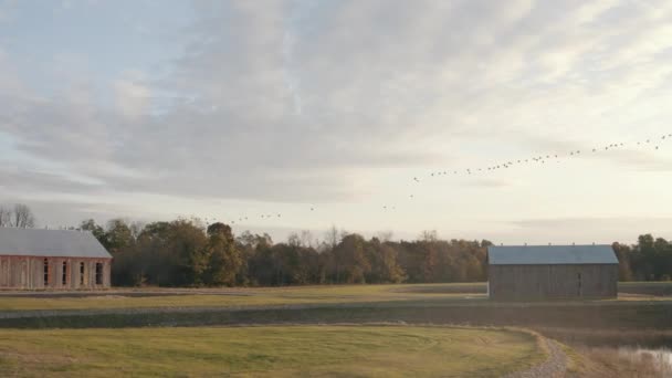 Geese Flying Old Barn — Wideo stockowe