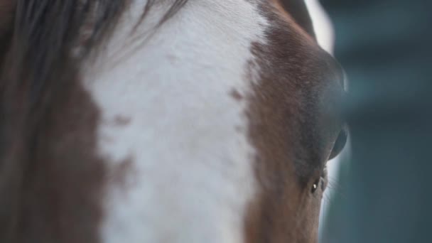 Ojo Caballo Cerca — Vídeo de stock