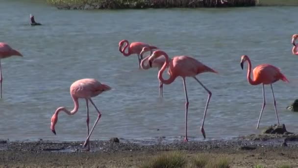 Pink Flamingos Lagoon — Stock Video