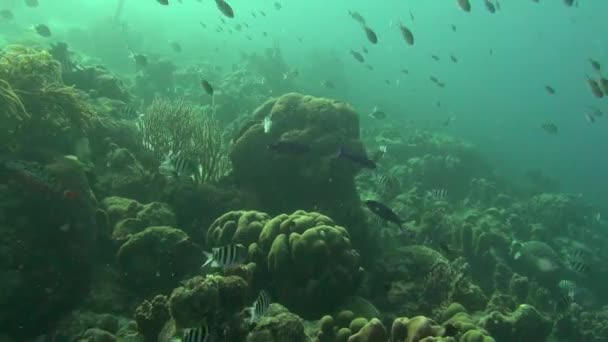 물고기 가풍성 산호초 — 비디오
