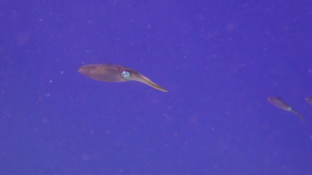 Familia Calamares Arrecife Material Archivo — Vídeos de Stock