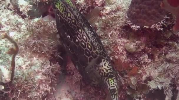 Green Honeycomb Cowfish Footage — Stock Video