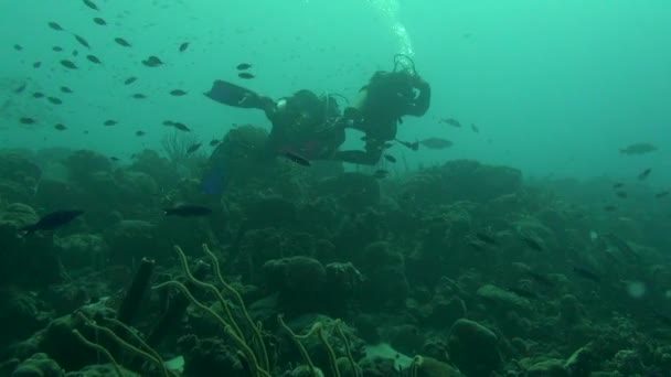 Scuba Divers Coral Reef — Stockvideo