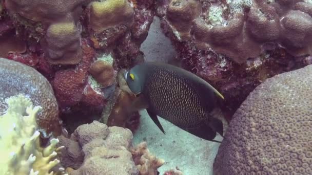 French Angelfish Reef — Stock Video