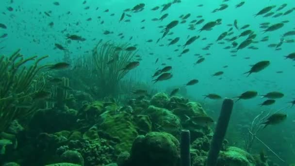 Brown Chromis Reef — Vídeos de Stock