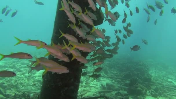 Fish School Sheltering Pier — Vídeo de Stock