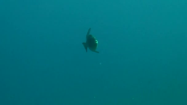 Ocean Triggerfish Swims — Stockvideo