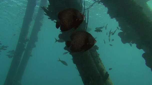 French Angelfish Pier — стокове відео