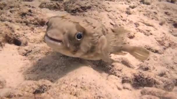 Chowający Się Balon Pufferfish Materiał Filmowy — Wideo stockowe