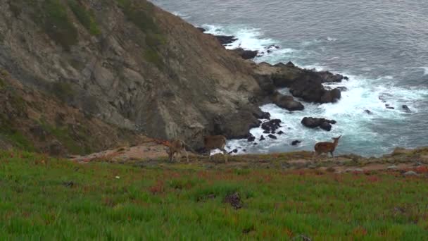 Mother Deer Two Fawns Grazing Cliffs Pacific Ocean Northern California — Stock video