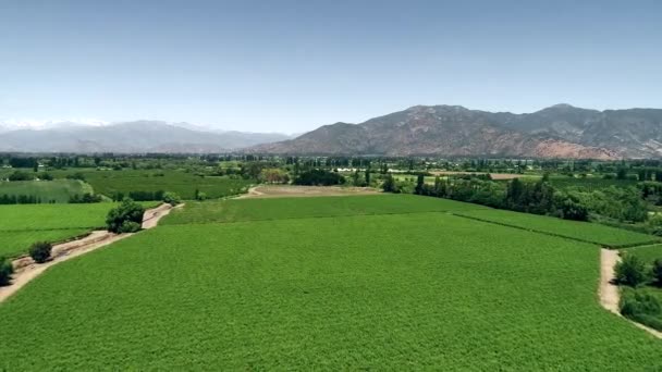 Fps Drone Footage Nice Chilean Valey Landscape Full Vineyard — Video Stock