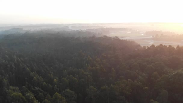 Aerial View Forest Sunset Sunrise — Vídeo de Stock