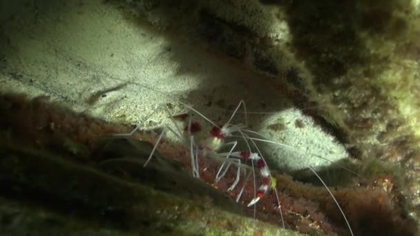 Banded Coral Shrimp Close — Vídeo de Stock