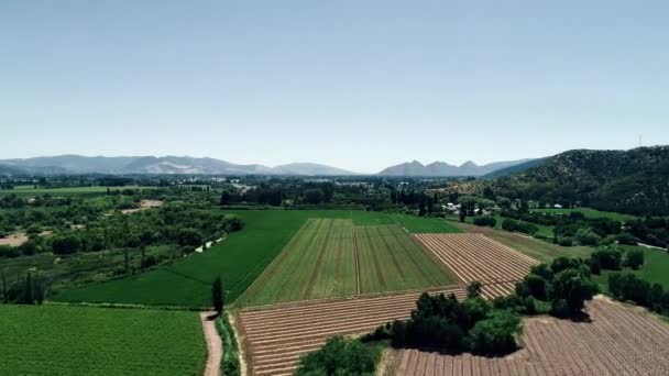 Запись Беспилотника Красивым Чилийским Пейзажем Долины Полным Виноградников — стоковое видео