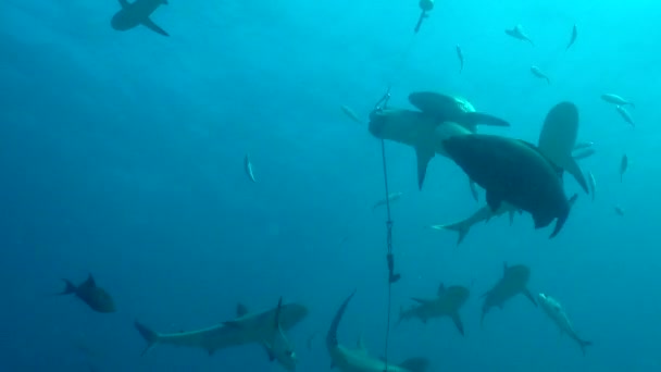 Tubarões Excitados Alimentando Filmagens — Vídeo de Stock