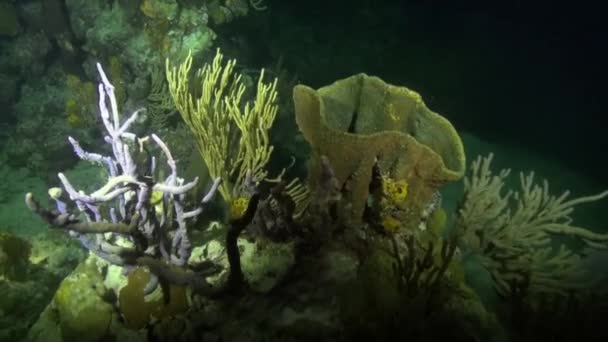 Reef Dive Night — Stock Video