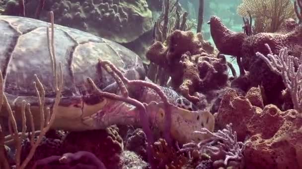 Turtle Munching Coral — Stock Video