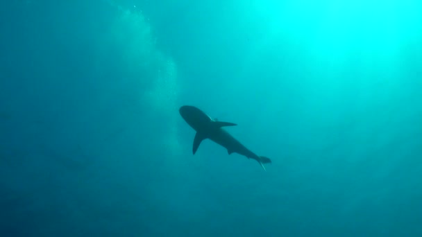 Акулы После Кормления Отснятый Материал — стоковое видео