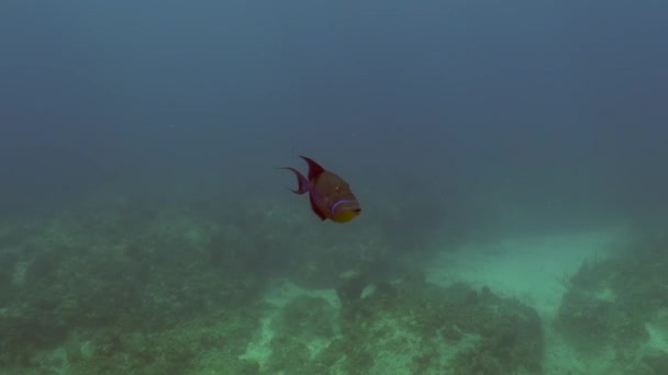 Rainha Triggerfish Naufrágio — Vídeo de Stock
