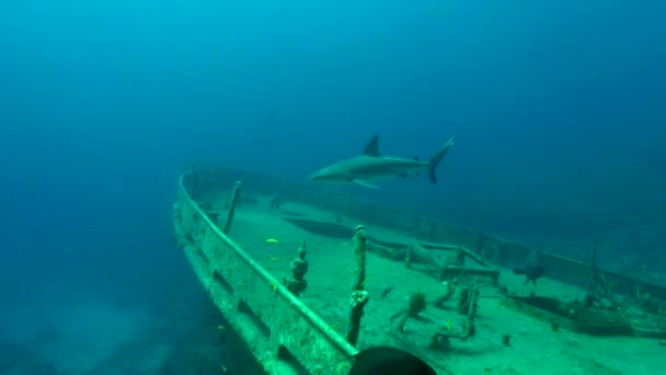 Γκρίζος Καρχαρίας Ναυάγιο — Αρχείο Βίντεο