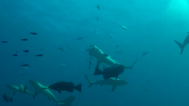 Heyecanlı Köpekbalıkları Besleniyor Görüntüler — Stok video